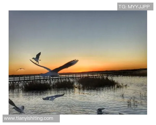 篮球巨星转行卖游戏机的奇幻人生与梦想追逐之旅